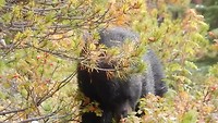 Berry Bear