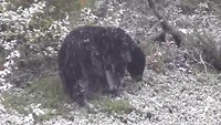 snow bear
