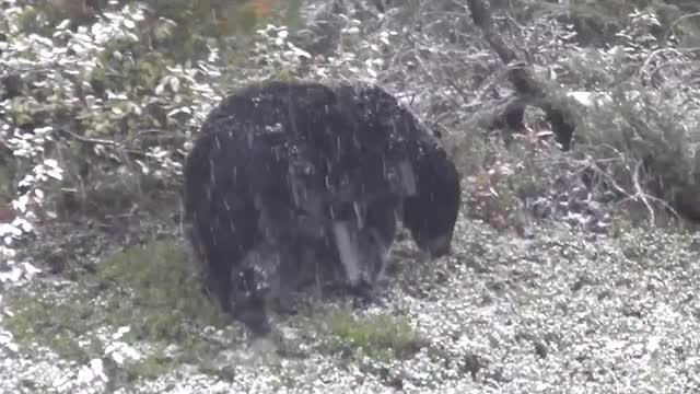snow bear