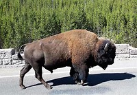 Bison naast ons