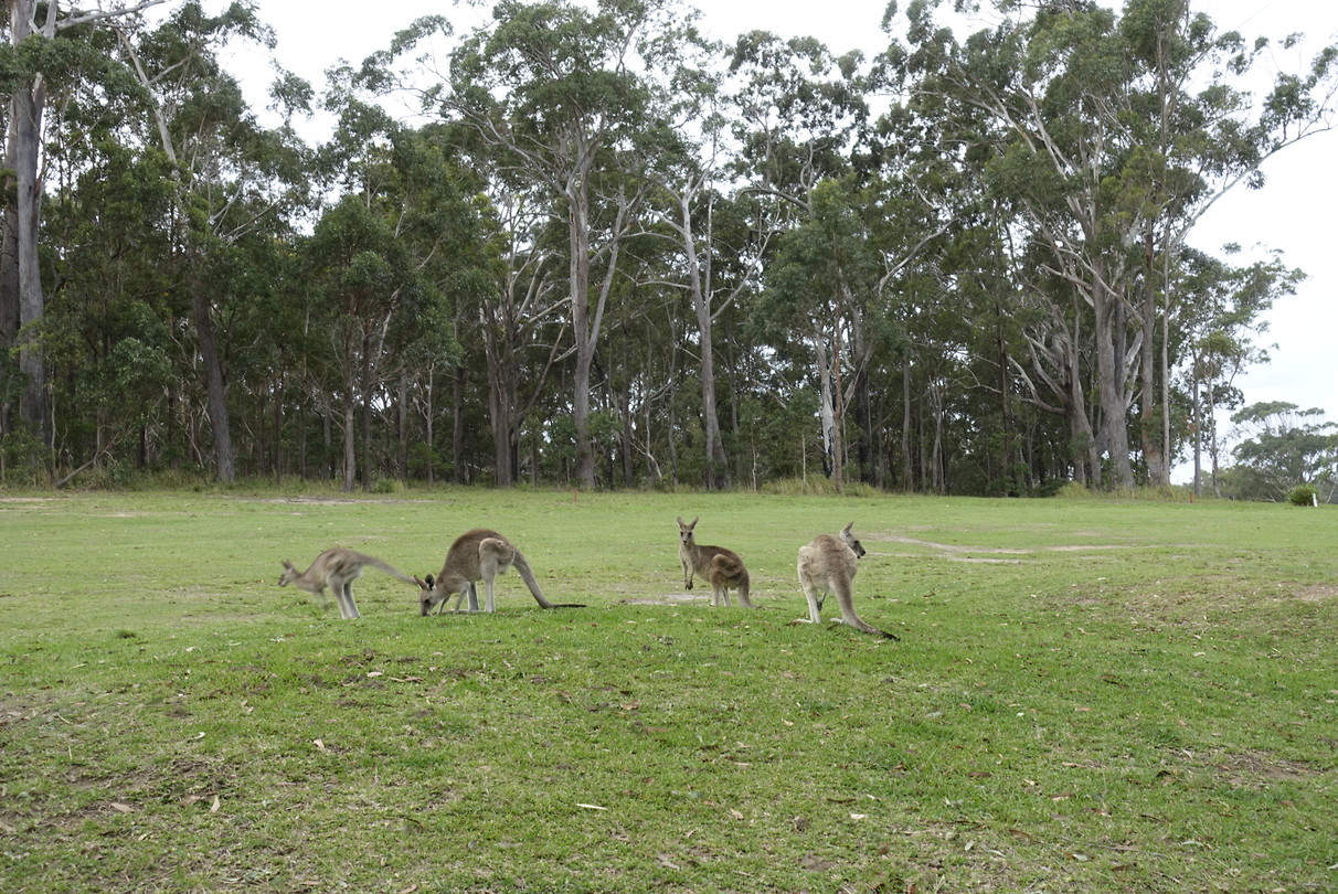 Kangaroo golfen