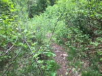 Geocaching = trail Iron Horse cache bijna overwoekerd