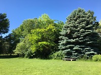 bomen in allerlei groen