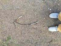 die kant moet ik op (hele dag op verkeerde schoenen gelopen)