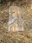 lugubere vondst achter bosjes in buurt van geocache