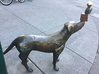 prachtig beeld van innerlijk van een hond