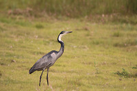 IMG_0464