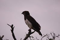 IMG_0555