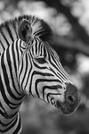 IMG_1932