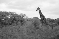 IMG_2111