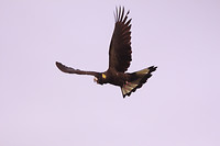 IMG_2677