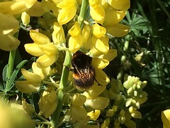 Gele lupine met nectar voor de hommel