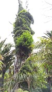 Begroeid dood hout