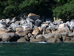 Zeehonden