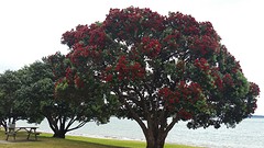Chritmastree.