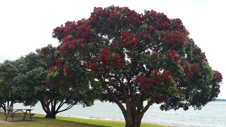 Chritmastree.