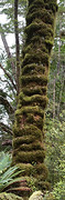 bomen als beeldhouwwerken