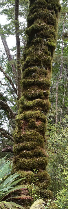 bomen als beeldhouwwerken