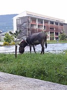 Compound donkey