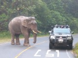 De bull komt even snuffelen bij de parkranger