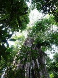 Jungle in Khoa Yai