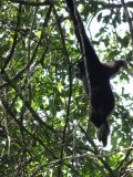 Gibbon @ Khoa Yai national park