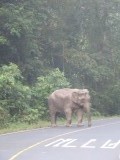 Mama olifant in aanval stand met slurf op de grond