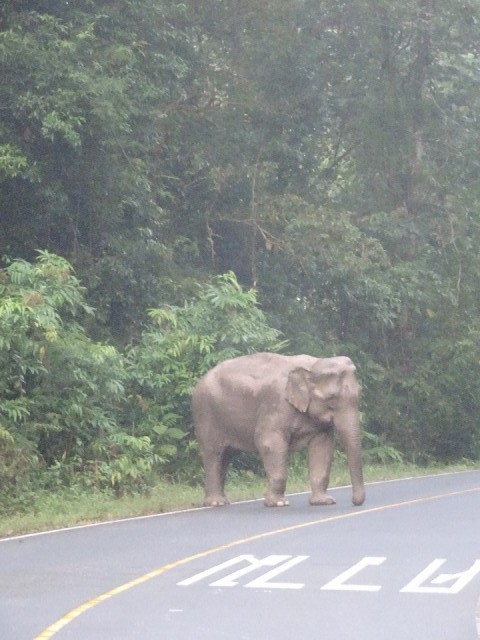 Mama olifant in aanval stand met slurf op de grond