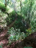 Krioelen paadjes naar de waterval!