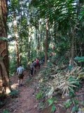 Jungle in Laos