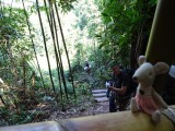 Sofi @ Gibbon experience
