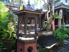 Talking bird @ Santhika