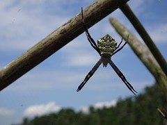 cute spider... brrr