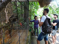 So this is the cat who poops the Luwak coffee