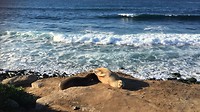 sea lions sunbathing