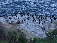 La Jolla, seals and sea lions