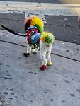his owner looked the same;)