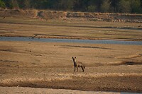 Spotted hyena