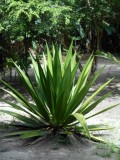 Palulu
