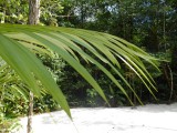 Palulu