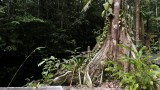 Palulu