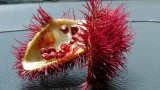 Palulu
