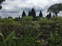 Prambanan temple view