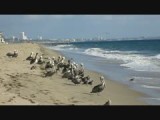 pelikanen aan de pacific