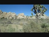 joshua tree 031