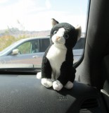 poes Jeffrey