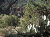 cactussen