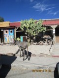 oatman en route 66 008