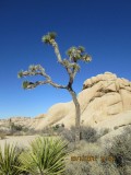 joshua tree 024