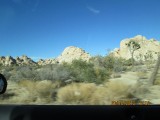 joshua tree 030